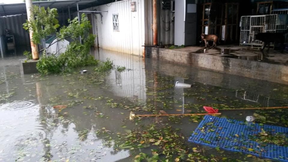 (相片由RCAP拯救遺棄寵物中心提供) (相片由RCAP拯救遺棄寵物中心提供)