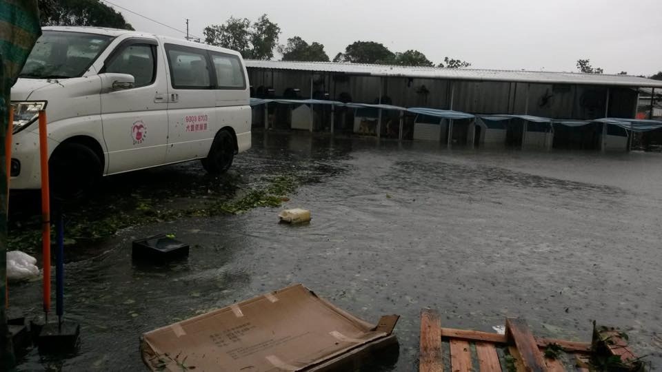 (相片由RCAP拯救遺棄寵物中心提供) (相片由RCAP拯救遺棄寵物中心提供)