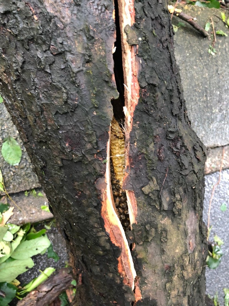 有大埔居民拍得裂開的樹幹內有大量蜜蜂。(網上圖片) 有大埔居民拍得裂開的樹幹內有大量蜜蜂。(網上圖片)