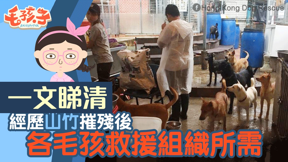 【颱風山竹】一文睇清 經歷風暴摧殘 毛孩救援組織所需 【颱風山竹】一文睇清 經歷風暴摧殘 毛孩救援組織所需