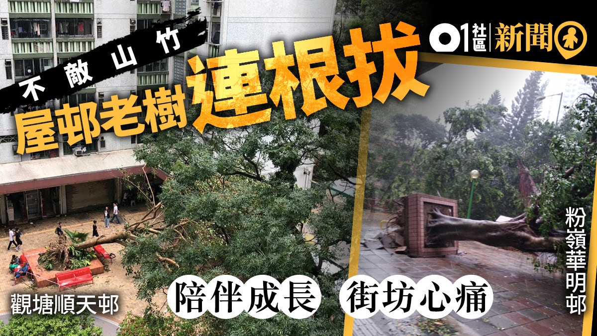 【颱風山竹】多個舊屋邨老樹不保連根拔起　街坊心痛：嘭嘭聲咁斷