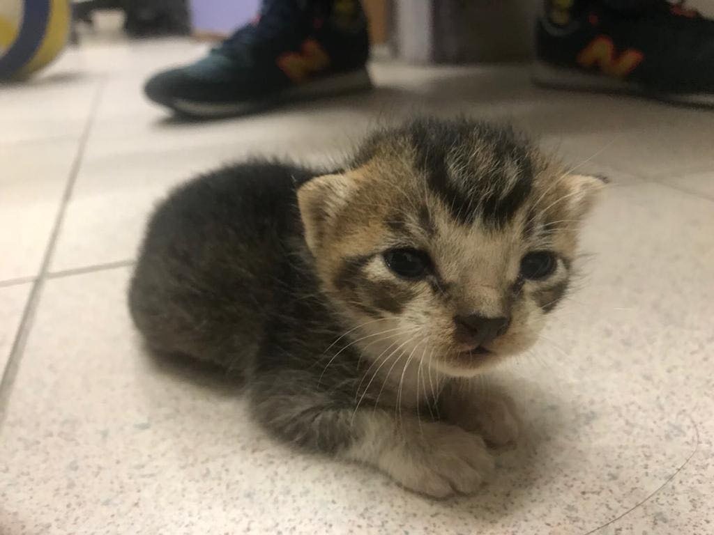小貓「山竹」。(受訪者提供) 小貓「山竹」。(受訪者提供)