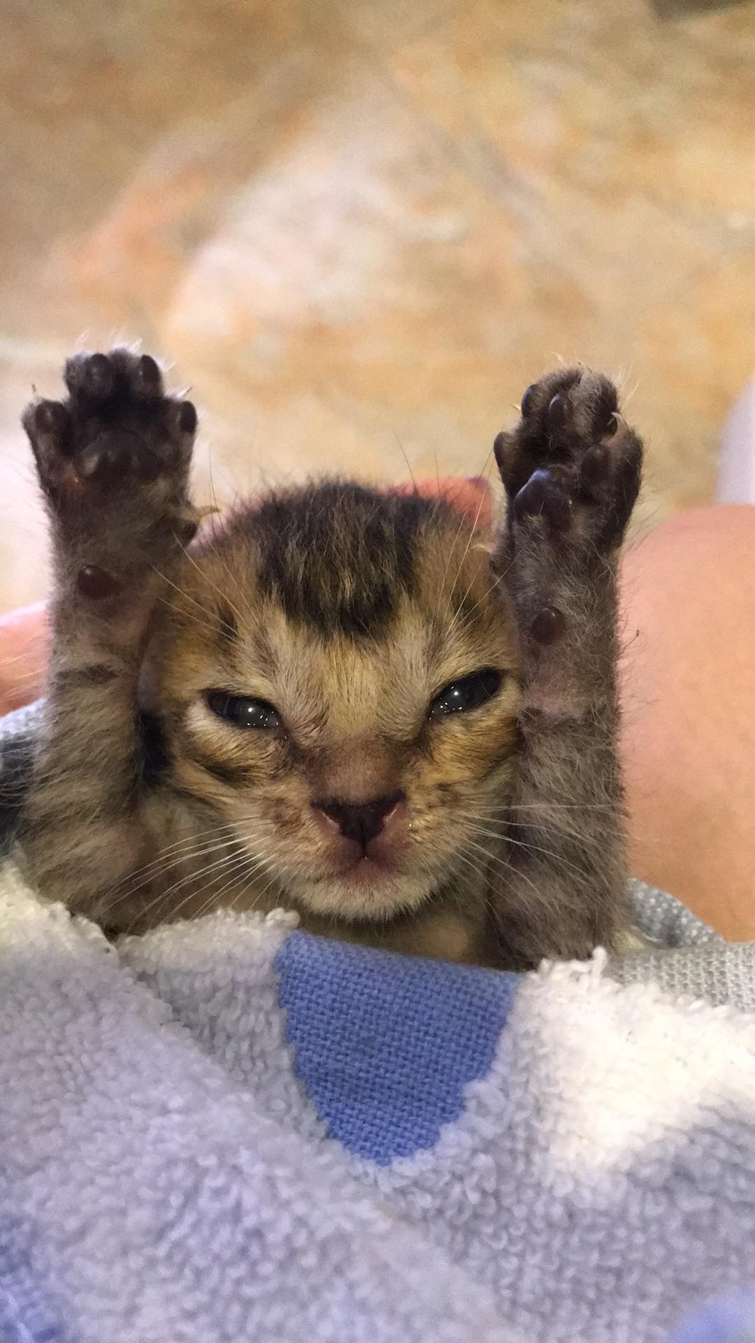 小貓「牛肉」。(受訪者提供) 小貓「牛肉」。(受訪者提供)