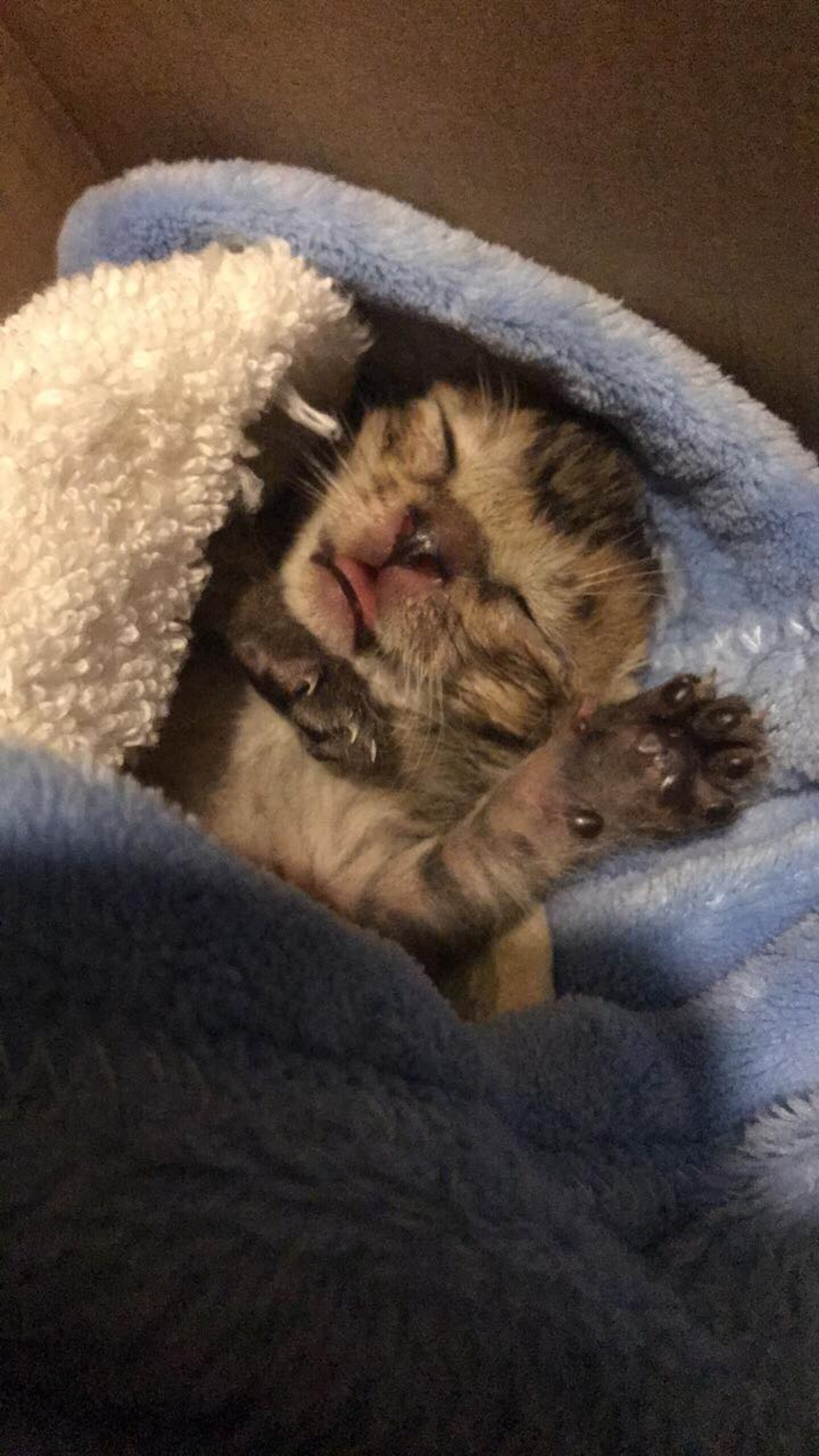 小貓「牛肉」經Winnie悉心照顧後現時已精神多了。(受訪者提供) 小貓「牛肉」經Winnie悉心照顧後現時已精神多了。(受訪者提供)