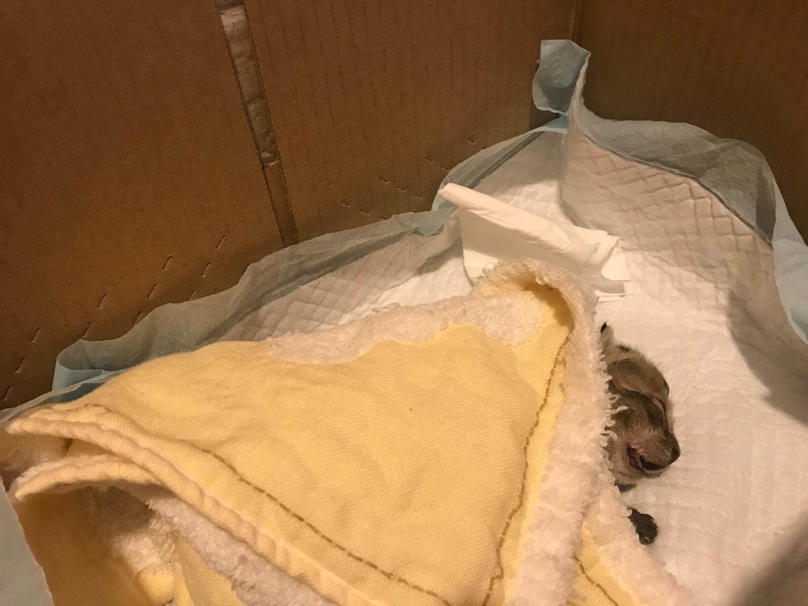 「牛肉」昨日不停流鼻水,並轉用口呼吸。(受訪者提供) 「牛肉」昨日不停流鼻水,並轉用口呼吸。(受訪者提供)