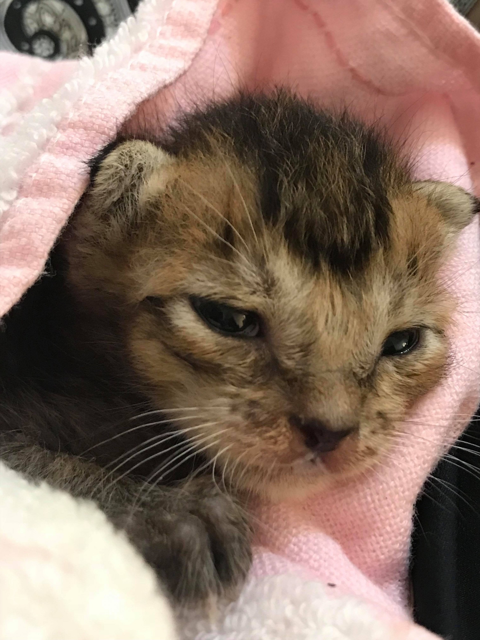 小貓「牛肉」經Winnie悉心照顧後現時已精神多了。(受訪者提供) 小貓「牛肉」經Winnie悉心照顧後現時已精神多了。(受訪者提供)