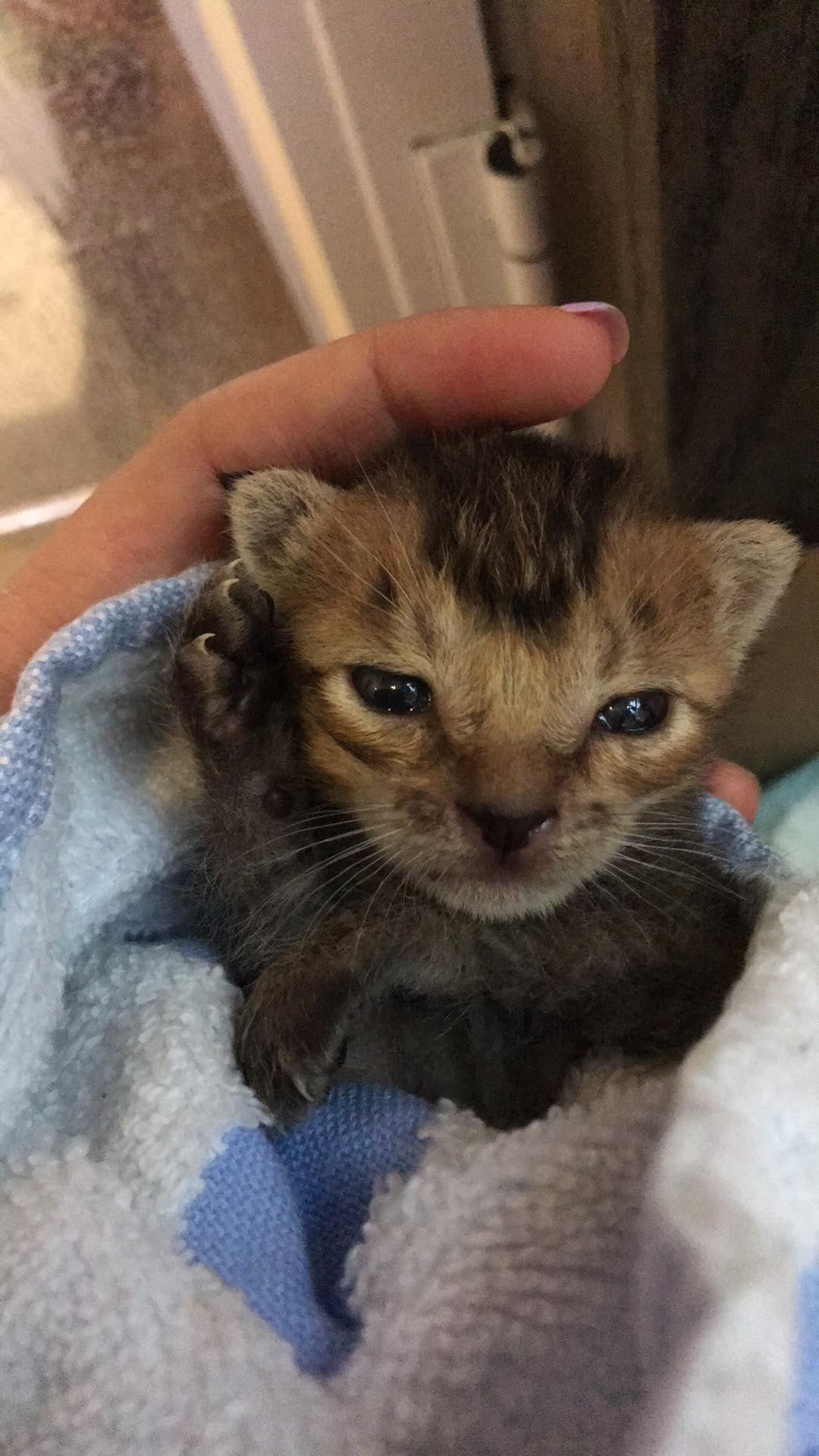 小貓「牛肉」經Winnie悉心照顧後現時已精神多了。(受訪者提供) 小貓「牛肉」經Winnie悉心照顧後現時已精神多了。(受訪者提供)