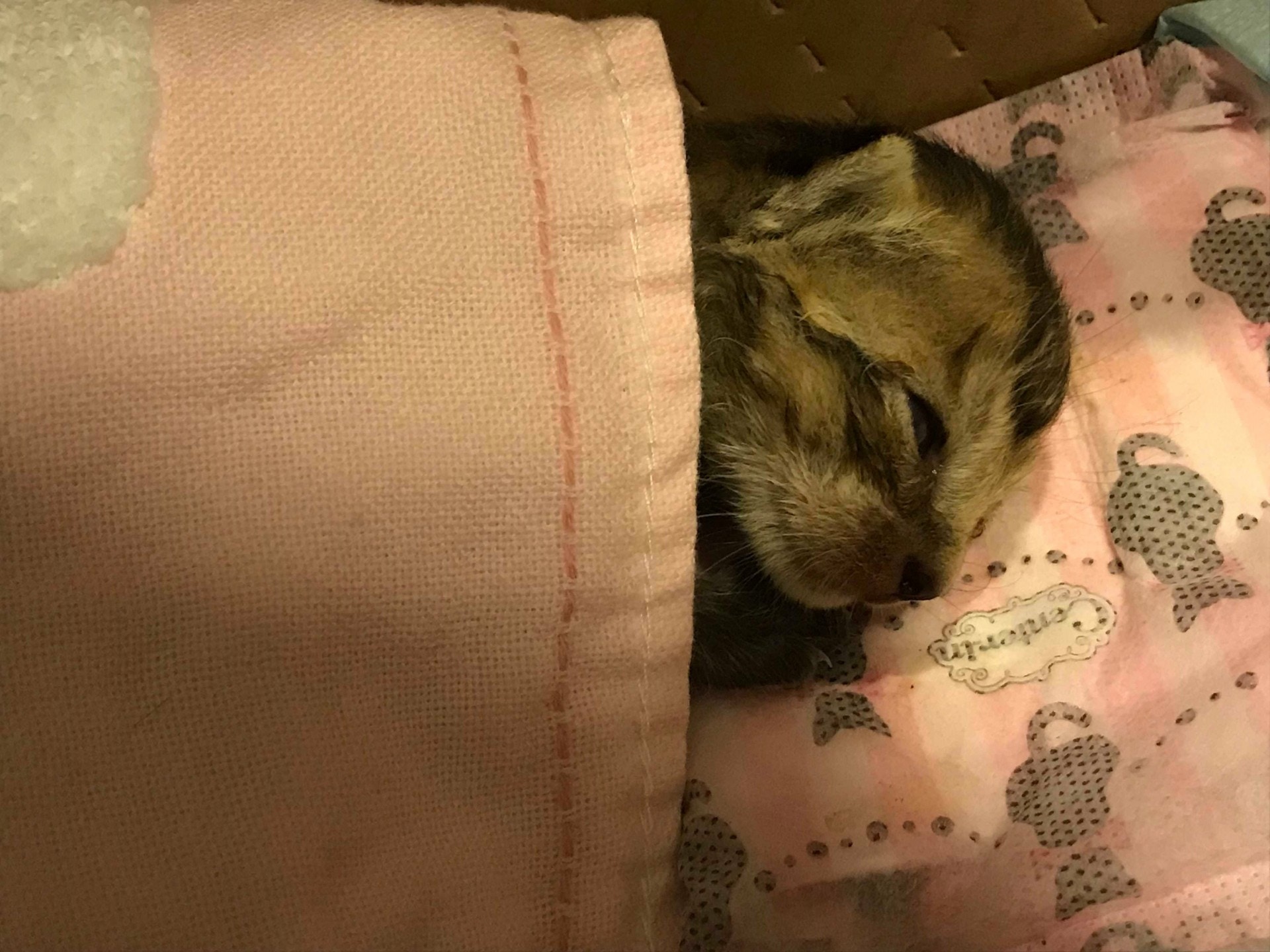 獸醫昨夜表示「牛肉」情況不樂觀。(受訪者提供) 獸醫昨夜表示「牛肉」情況不樂觀。(受訪者提供)