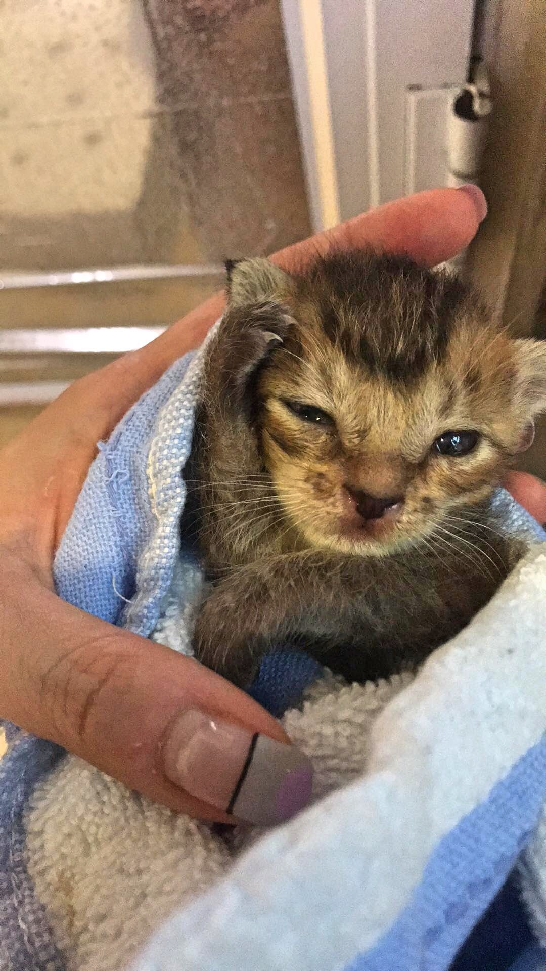 小貓「牛肉」經Winnie悉心照顧後現時已精神多了。(受訪者提供) 小貓「牛肉」經Winnie悉心照顧後現時已精神多了。(受訪者提供)