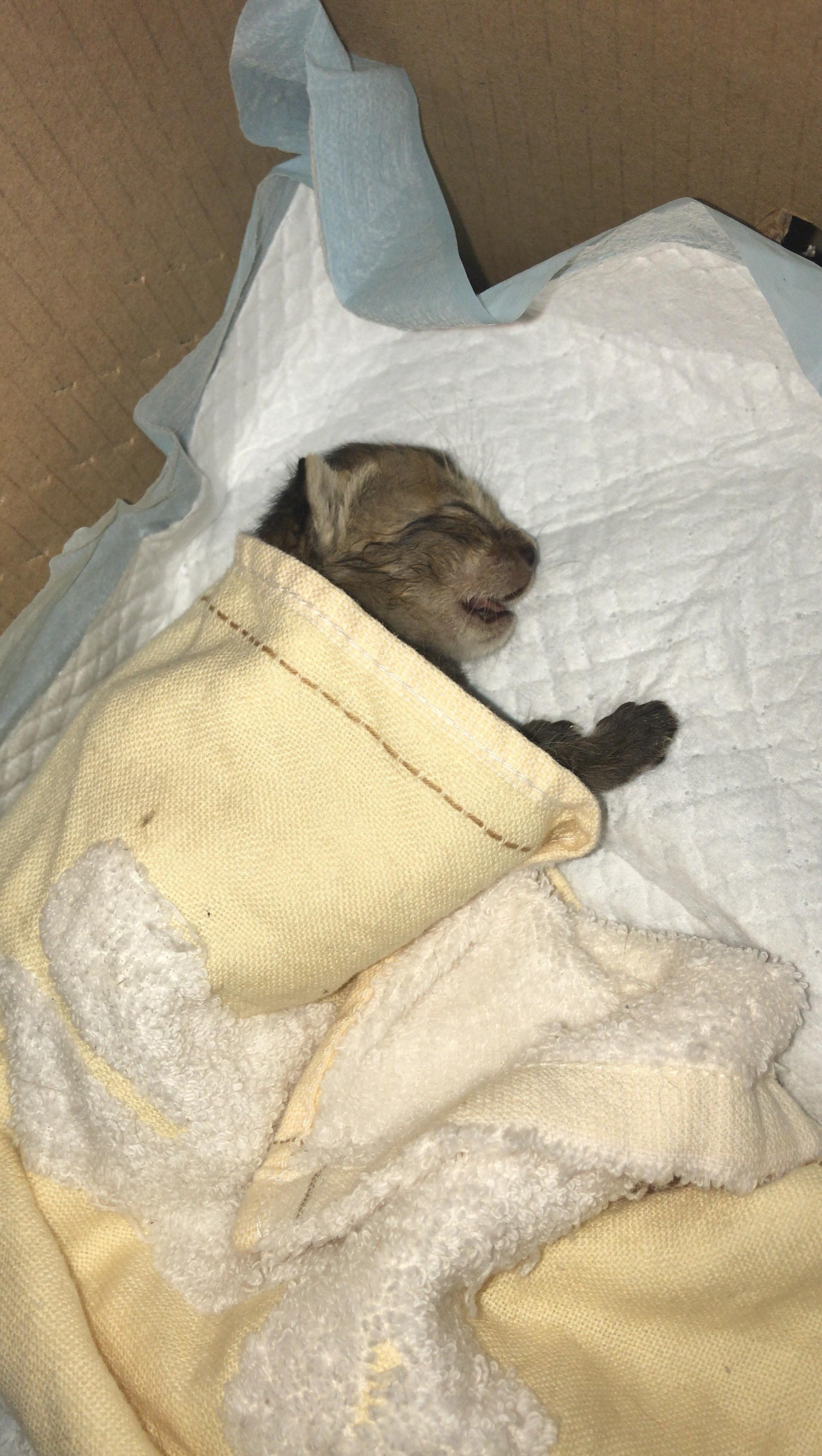 「牛肉」昨日不停流鼻水,並轉用口呼吸。(受訪者提供) 「牛肉」昨日不停流鼻水,並轉用口呼吸。(受訪者提供)