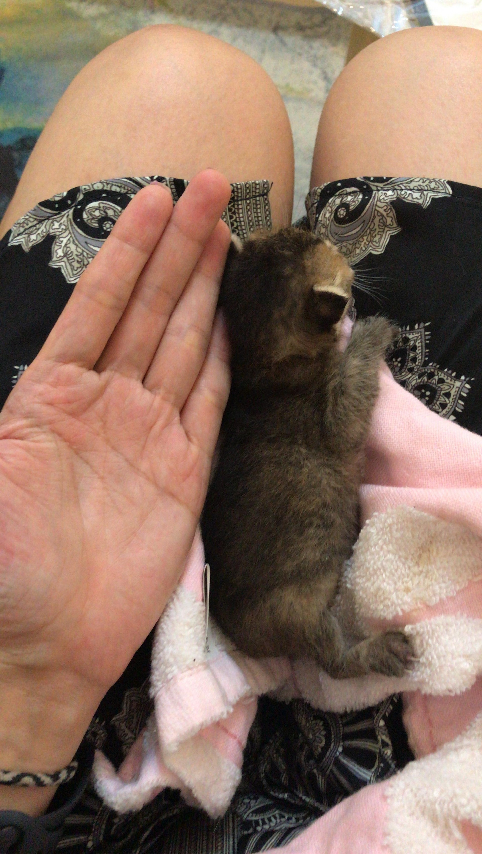 小貓們只得巴掌大。(受訪者提供) 小貓們只得巴掌大。(受訪者提供)