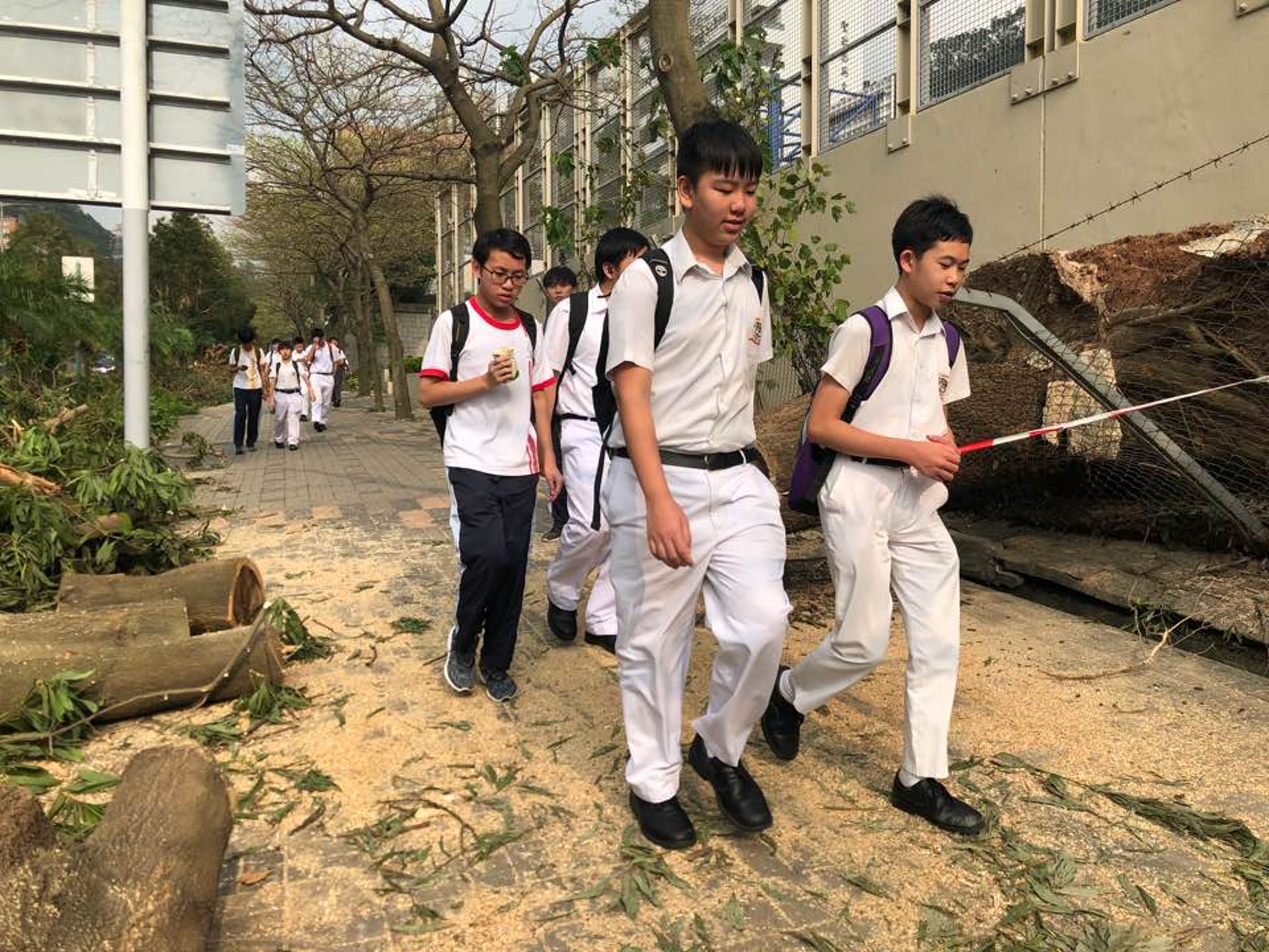 阻擋道路的大樹已遭清潔人員清理好,學生能如常使用道路歸家。(張美華攝) 阻擋道路的大樹已遭清潔人員清理好,學生能如常使用道路歸家。(張美華攝)