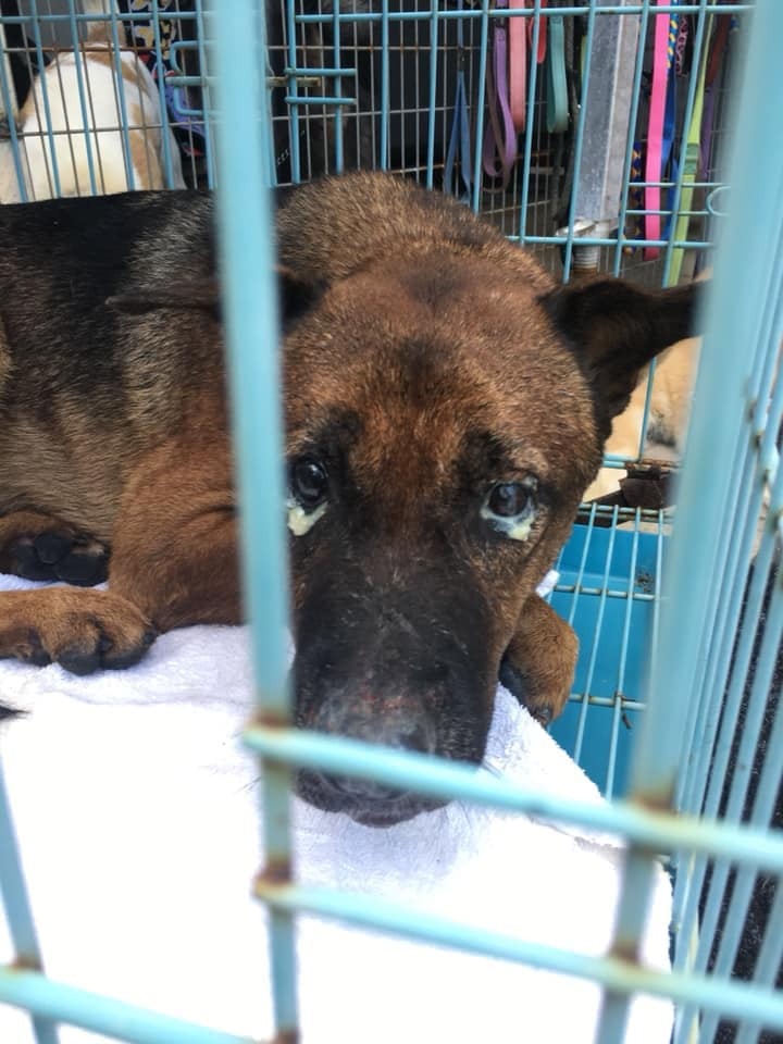 眼睛似有嚴重毛病,何時才能開展新生?(Sai Kung Stray Friends Foundation提供) 眼睛似有嚴重毛病,何時才能開展新生?(Sai Kung Stray Friends Foundation提供)