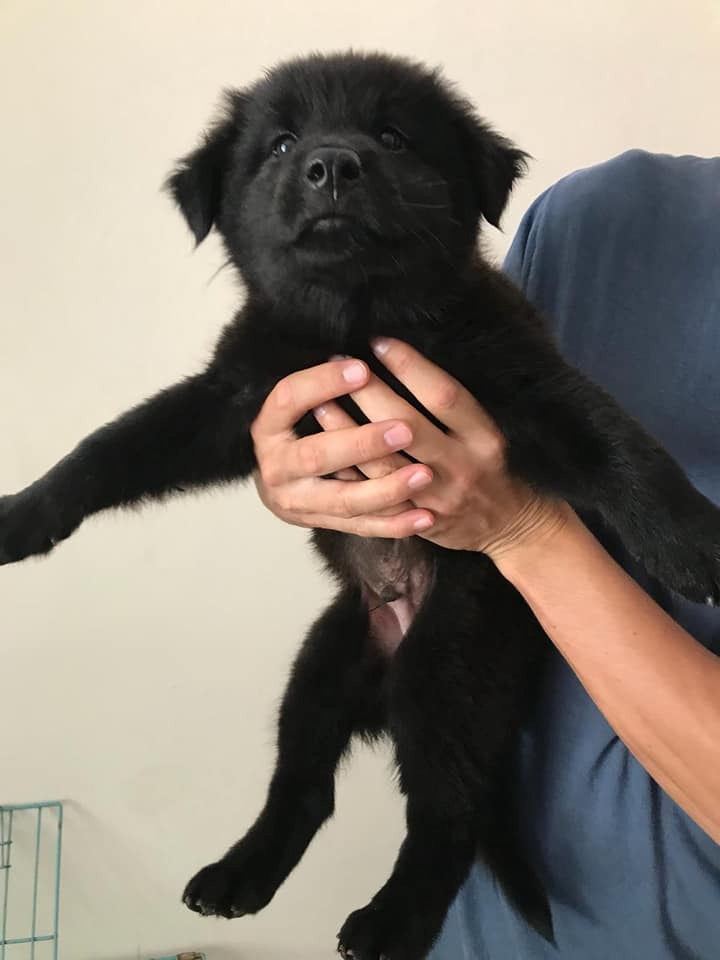 4隻幼犬之中,其中兩隻是純黑色。(FB圖片) 4隻幼犬之中,其中兩隻是純黑色。(FB圖片)