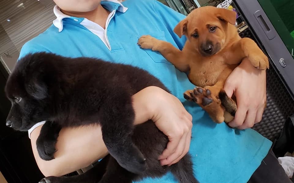 幸有有心人將他們救起。(FB圖片) 幸有有心人將他們救起。(FB圖片)