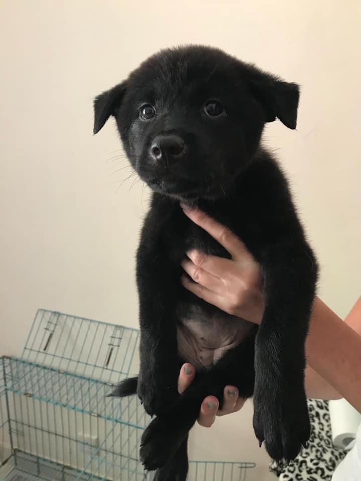 4隻幼犬之中,其中兩隻是純黑色。(FB圖片) 4隻幼犬之中,其中兩隻是純黑色。(FB圖片)