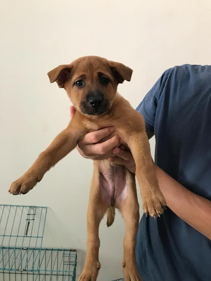 一隻是啡色。(FB圖片) 一隻是啡色。(FB圖片)