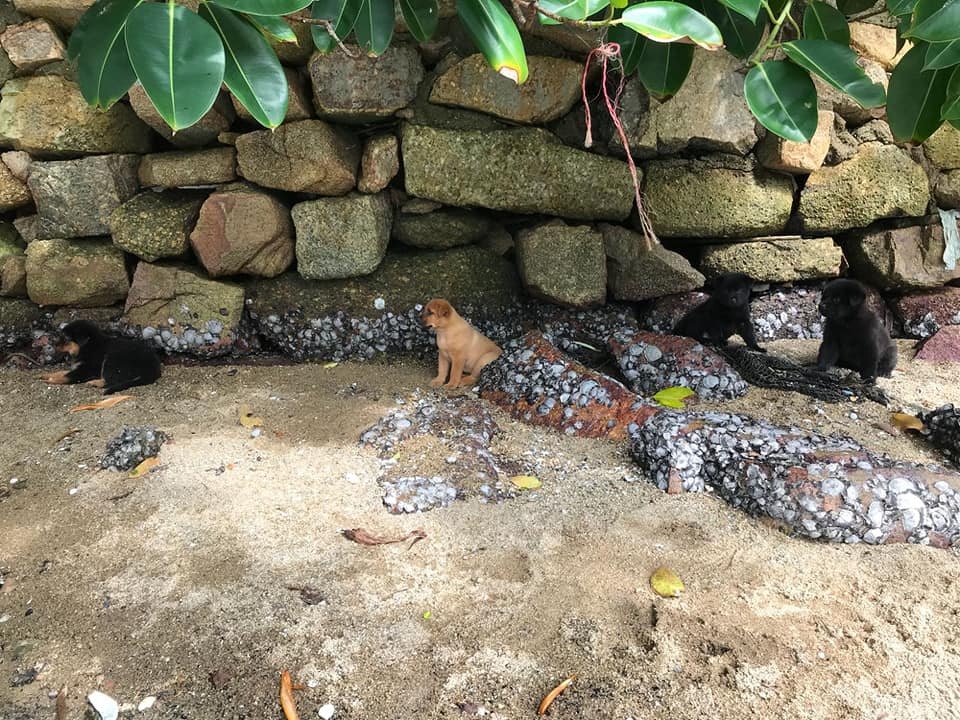 有指牠們平日只靠垃圾、死魚充飢。(FB圖片) 有指牠們平日只靠垃圾、死魚充飢。(FB圖片)