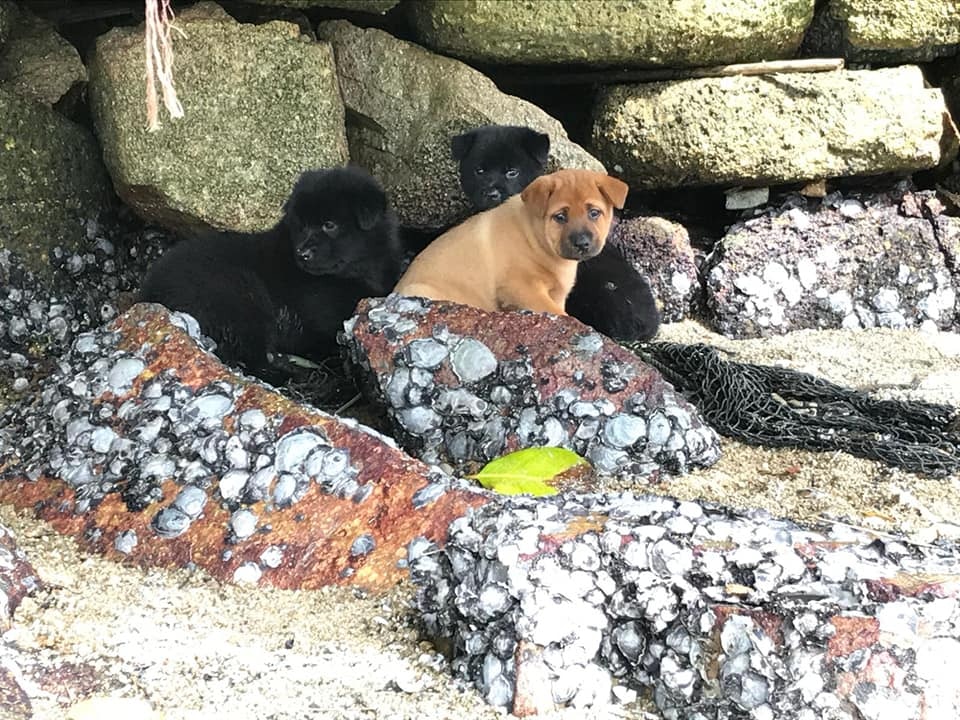 本來必定捱不過颱風的「山竹遺孤」,有指身上曾「散發死亡的味道」(FB圖片) 本來必定捱不過颱風的「山竹遺孤」,有指身上曾「散發死亡的味道」(FB圖片)