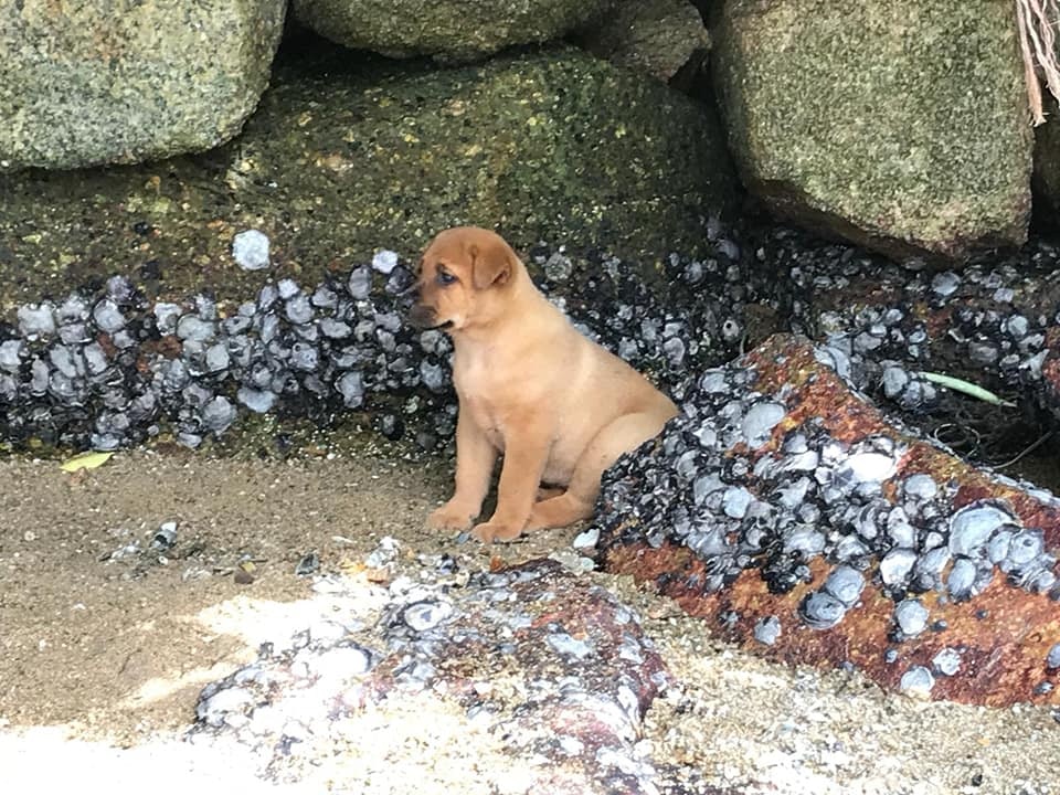 南丫島上一個原來有些流浪狗一直沒人理會。(FB圖片) 南丫島上一個原來有些流浪狗一直沒人理會。(FB圖片)