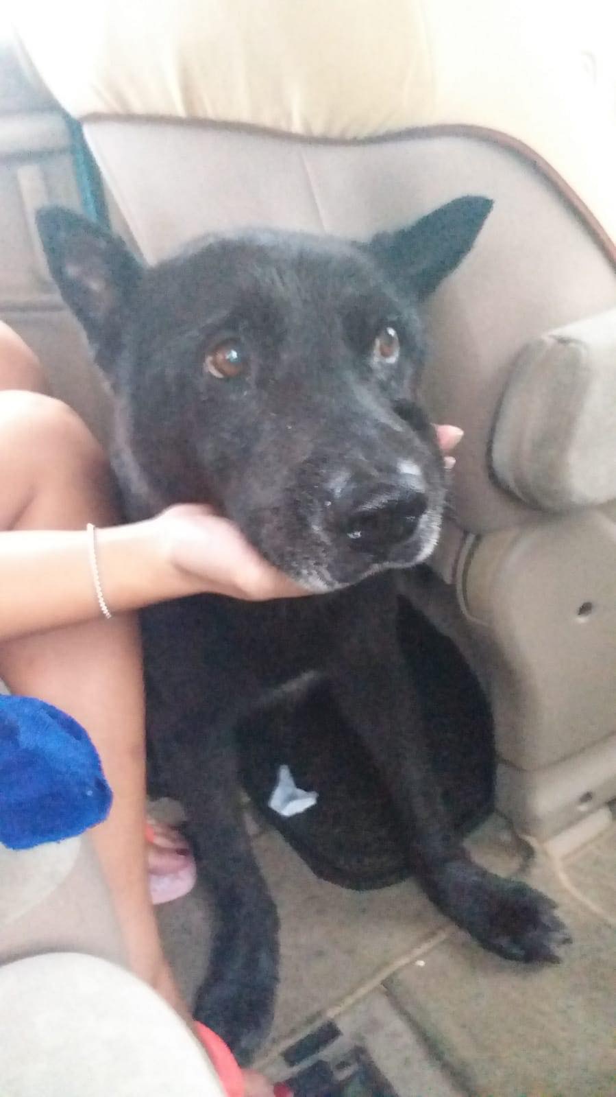 張小姐於颱風天救回的黑色唐狗「黑仔」。(受訪者提供) 張小姐於颱風天救回的黑色唐狗「黑仔」。(受訪者提供)