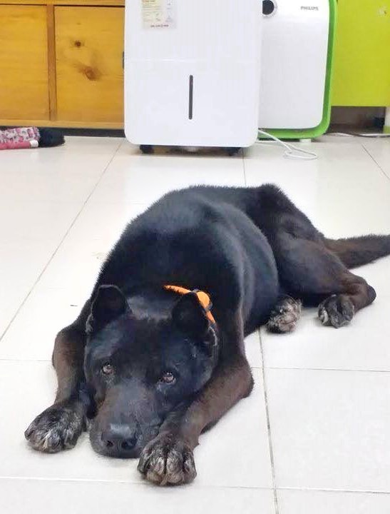 張小姐指「黑仔」非常乖巧。(受訪者提供) 張小姐指「黑仔」非常乖巧。(受訪者提供)