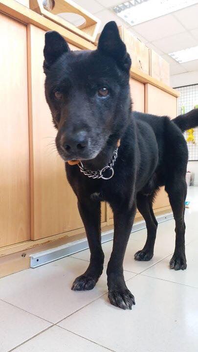 張小姐表示如「黑仔」無法覓得領養者,將帶牠回家照顧。(受訪者提供) 張小姐表示如「黑仔」無法覓得領養者,將帶牠回家照顧。(受訪者提供)