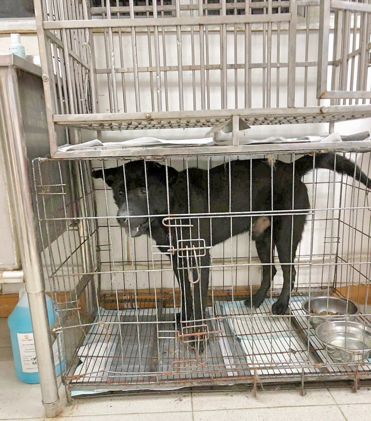 「阿7」現時對外界表現敏感,因而需要待在籠中,免生危險。(受訪者提供) 「阿7」現時對外界表現敏感,因而需要待在籠中,免生危險。(受訪者提供)