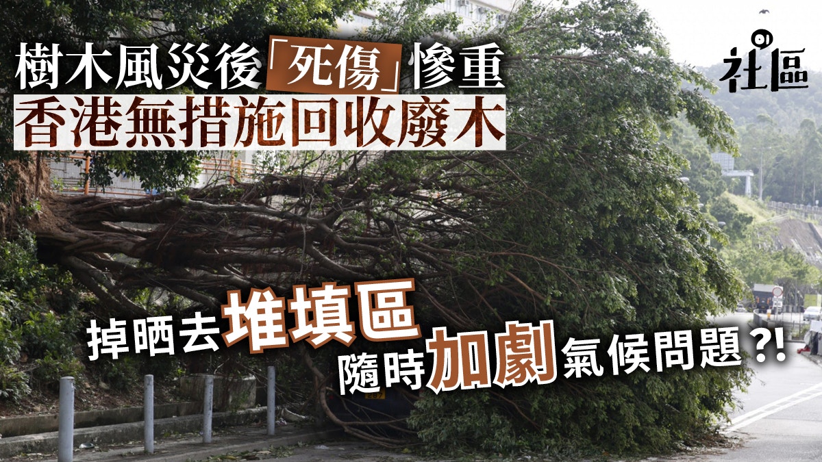 古樹塌毀、萬棵倒樹送堆填區　環團倡回收：政府打風前後皆沒護樹