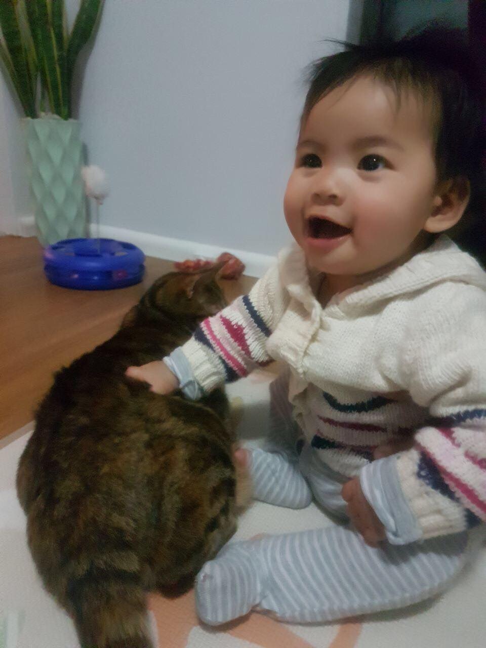 寶寶即使不慎誤傷貓貓,貓貓亦沒有發怒出爪。(受訪者Tracy提供) 寶寶即使不慎誤傷貓貓,貓貓亦沒有發怒出爪。(受訪者Tracy提供)