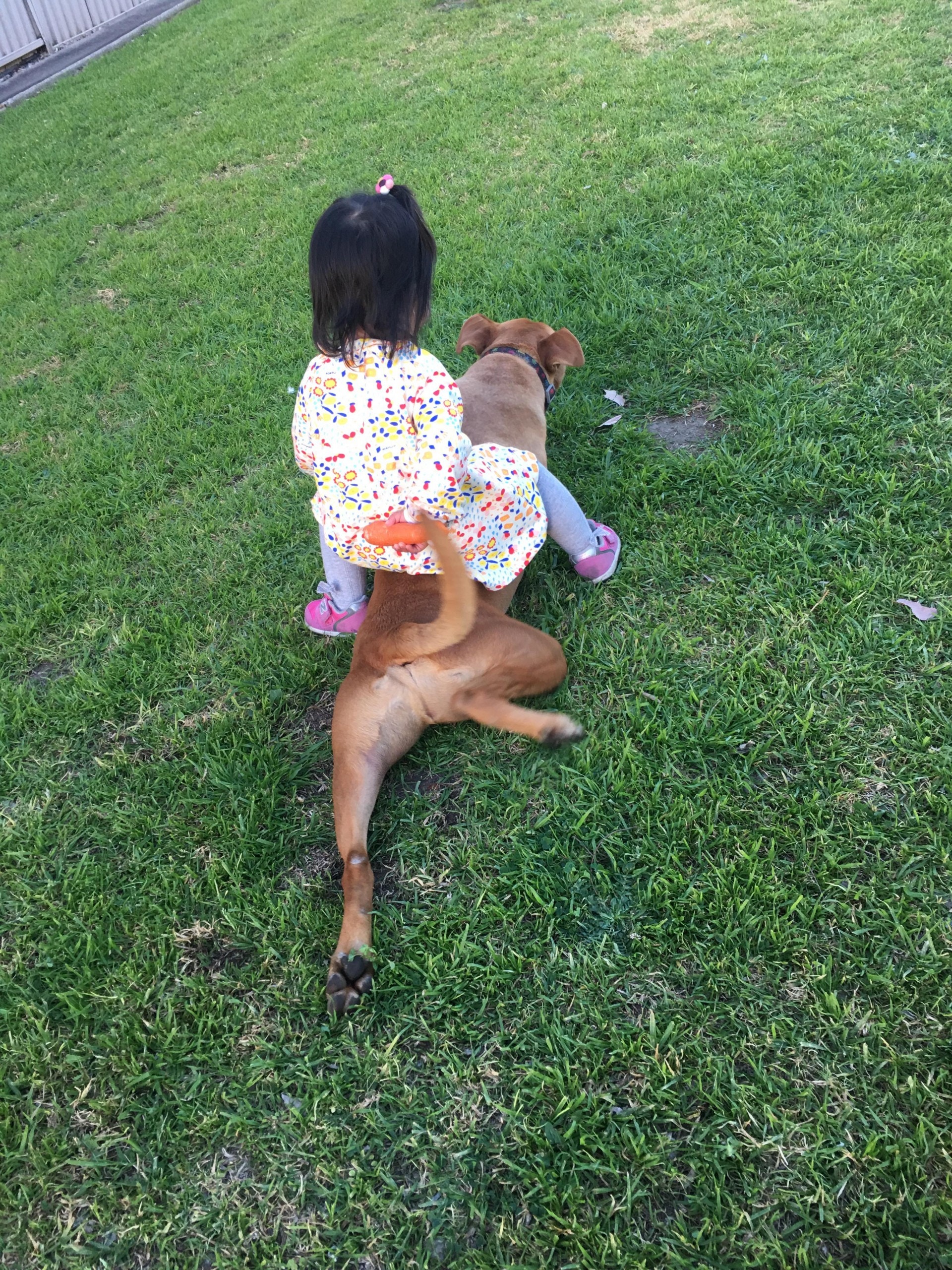 孩子與狗狗一起玩時,Tracy都會在場看着。(受訪者Tracy提供) 孩子與狗狗一起玩時,Tracy都會在場看着。(受訪者Tracy提供)