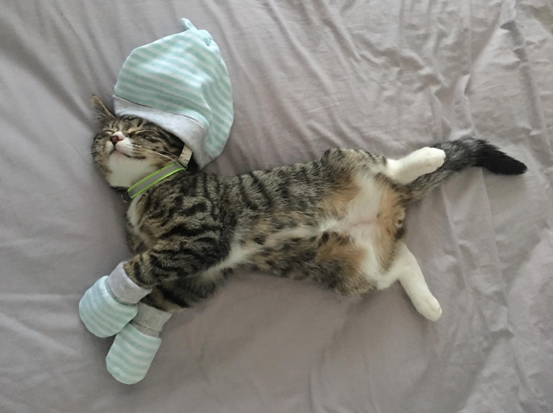 Tracy表示即使是收養回來的貓貓也很溫馴。(受訪者Tracy提供) Tracy表示即使是收養回來的貓貓也很溫馴。(受訪者Tracy提供)