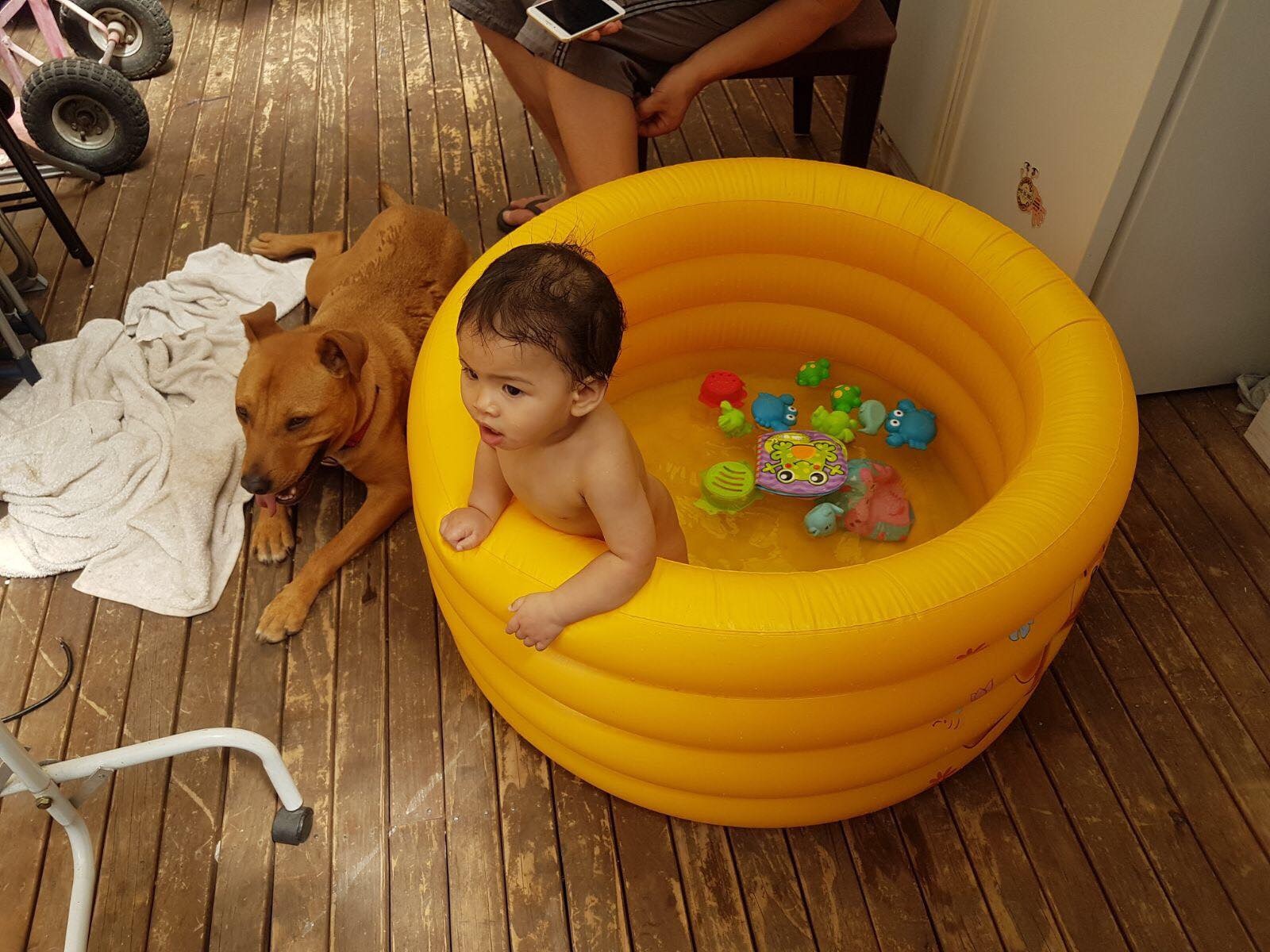 貓狗也能跟寶寶和平共處。(受訪者Tracy提供) 貓狗也能跟寶寶和平共處。(受訪者Tracy提供)