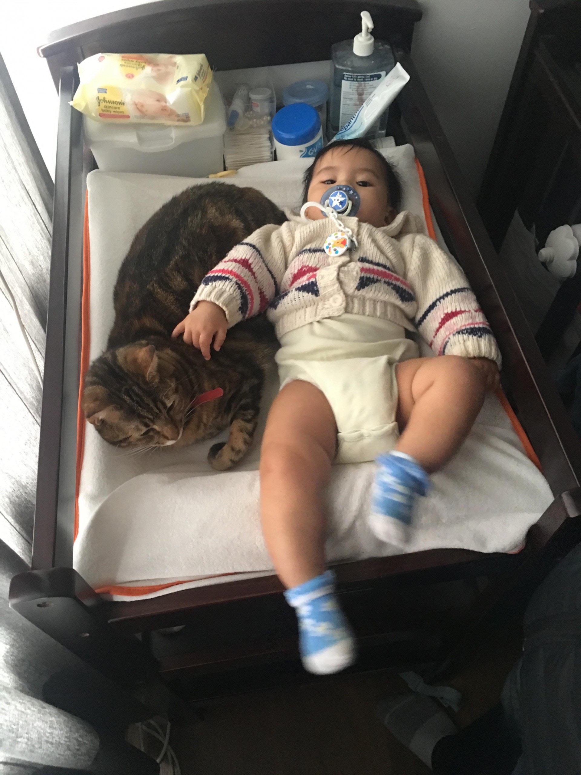 Tracy表示貓貓都很照顧寶寶,無論寶寶做甚麼都會陪伴着。(受訪者Tracy提供) Tracy表示貓貓都很照顧寶寶,無論寶寶做甚麼都會陪伴着。(受訪者Tracy提供)