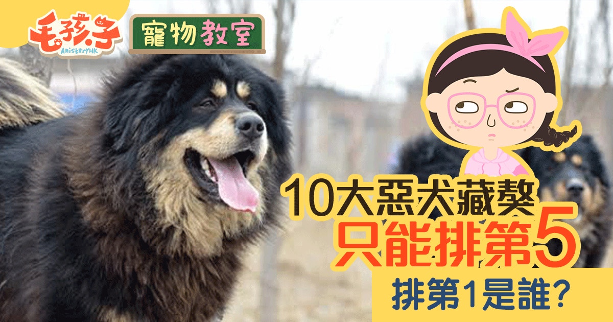 【寵物冷知識】兇猛藏獒未算最惡　全球惡犬排行榜第一位是...