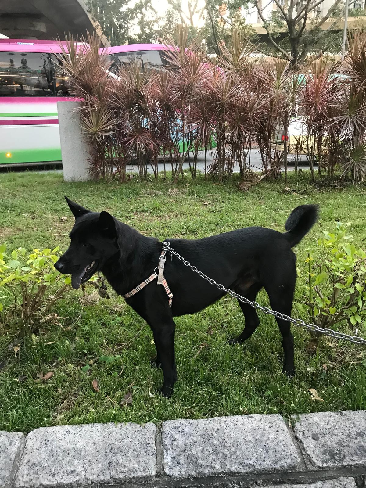 「雞扒」的原主人經常以「畜牲」稱呼牠。(受訪者提供) 「雞扒」的原主人經常以「畜牲」稱呼牠。(受訪者提供)