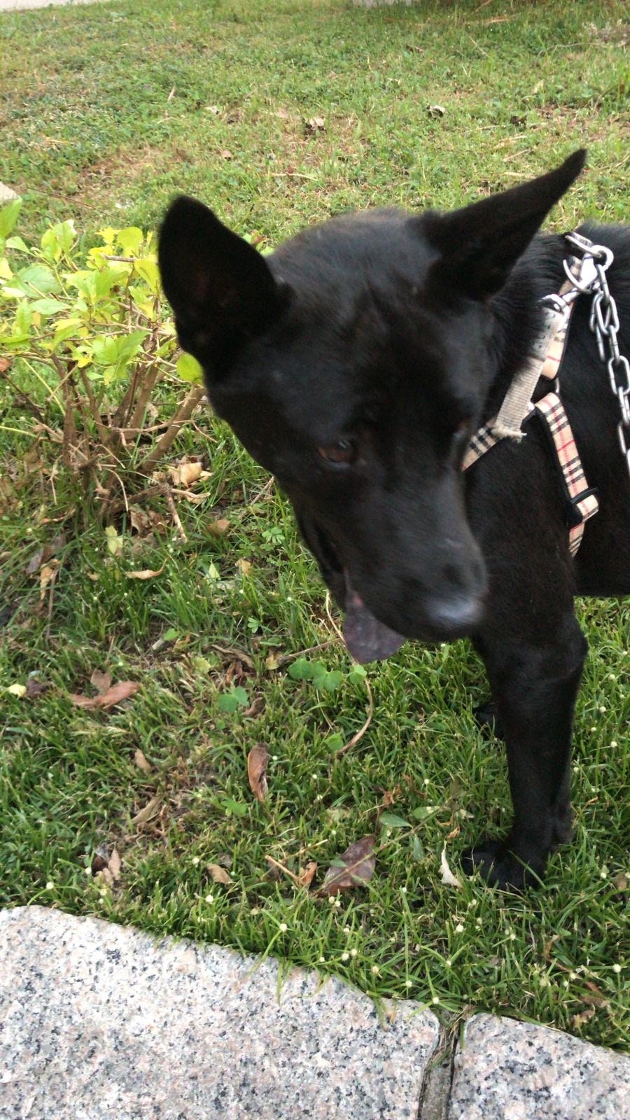 祝太無力收養「雞扒」,因此正積極為牠尋找領養者。(受訪者提供) 祝太無力收養「雞扒」,因此正積極為牠尋找領養者。(受訪者提供)