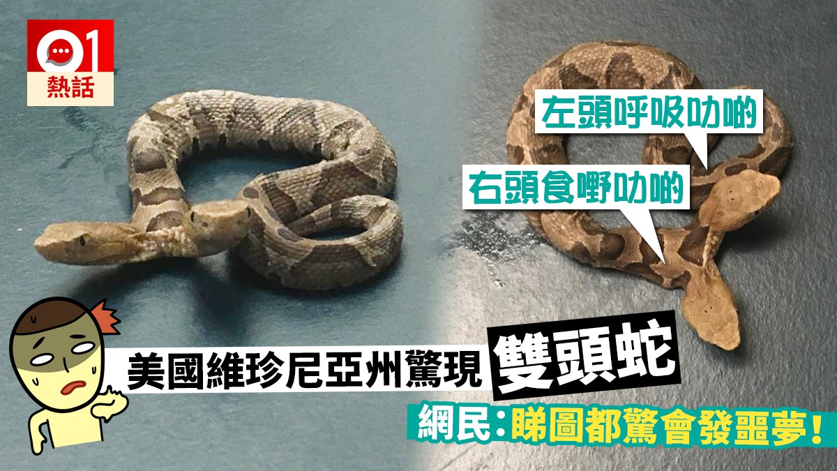 美國罕現雙頭蛇被網民質疑造假動物中心強調屬實 已經換皮一次 美國罕現雙頭蛇被網民質疑造假動物中心強調屬實 已經換皮一次
