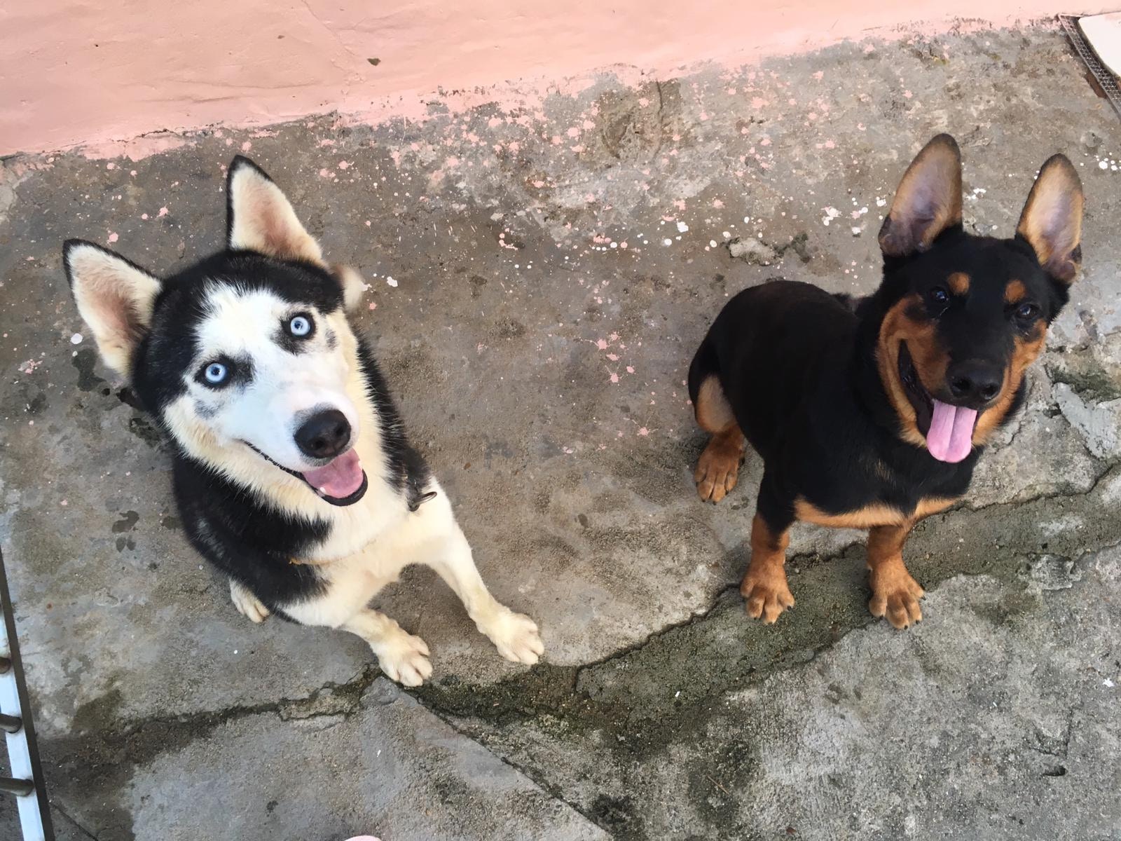 囂士(左)和洛仔(右)都是郭小姐領養回來的狗狗。(照片由受訪者提供) 囂士(左)和洛仔(右)都是郭小姐領養回來的狗狗。(照片由受訪者提供)