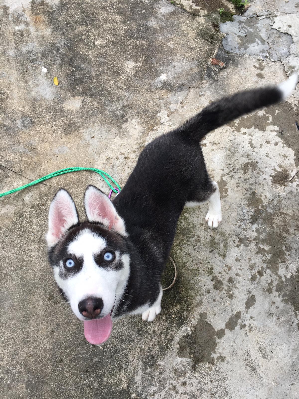 「囂士」第一天來到郭小姐家裡,當時大約四、五個月大。(照片由受訪者提供) 「囂士」第一天來到郭小姐家裡,當時大約四、五個月大。(照片由受訪者提供)