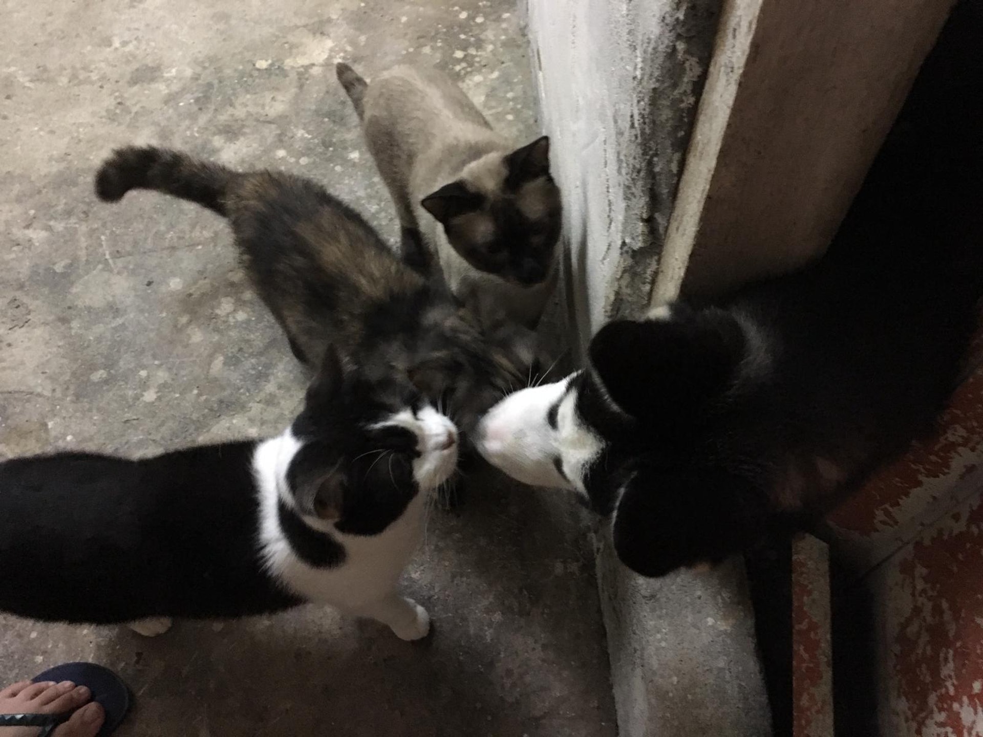 郭小姐家裡還有貓,雖然貓咪不喜歡「囂士」,但牠仍努力示好。(照片由受訪者提供) 郭小姐家裡還有貓,雖然貓咪不喜歡「囂士」,但牠仍努力示好。(照片由受訪者提供)