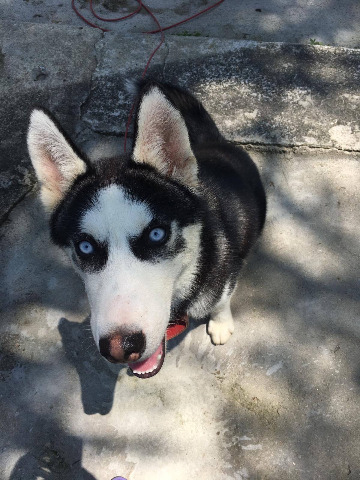 囂士長大後的模樣。(照片由受訪者提供) 囂士長大後的模樣。(照片由受訪者提供)