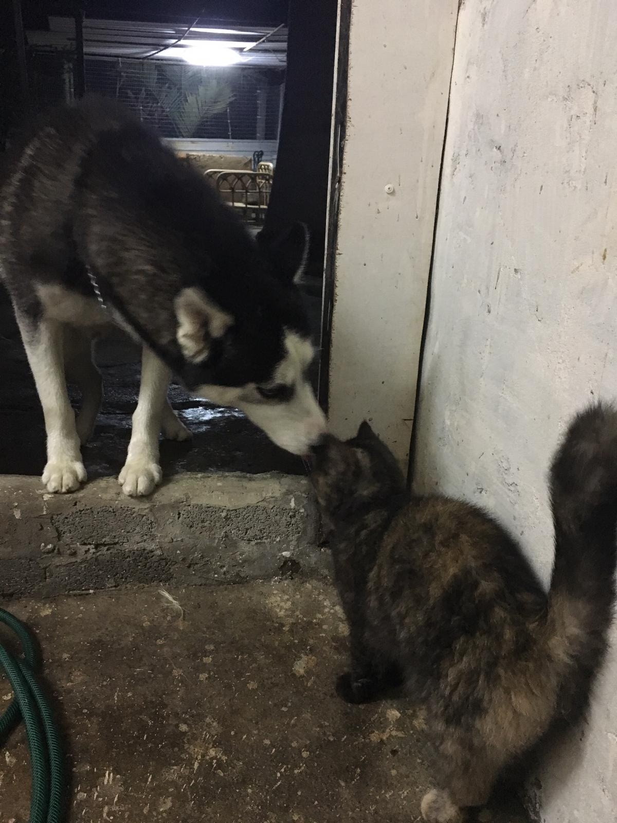 (照片由受訪者提供) (照片由受訪者提供)