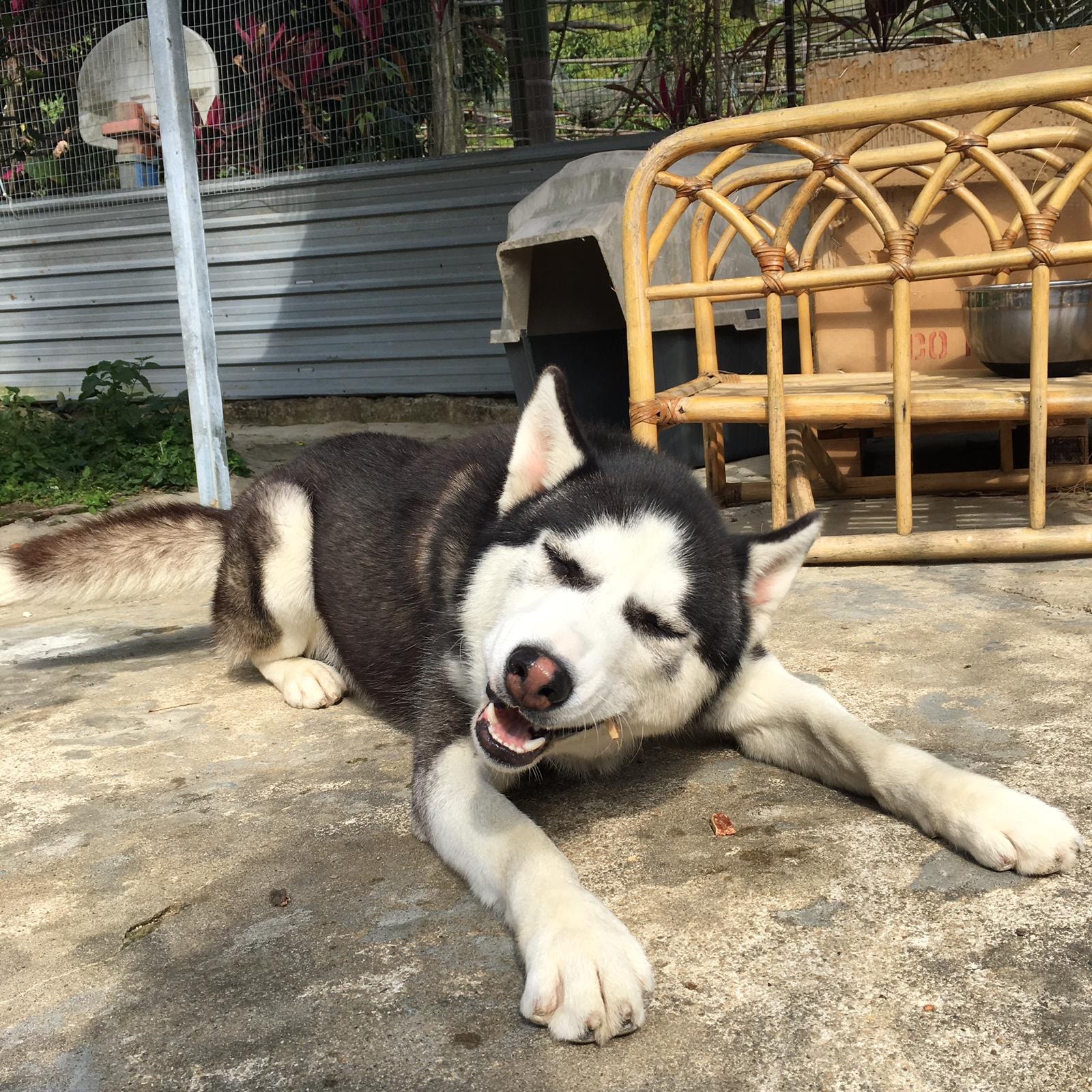 (照片由受訪者提供) (照片由受訪者提供)