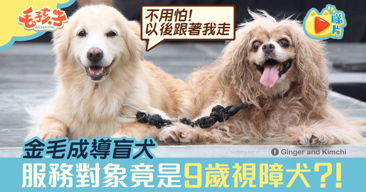 導盲犬 金毛尋回犬為 好兄弟 引路大愛片段網上瘋傳