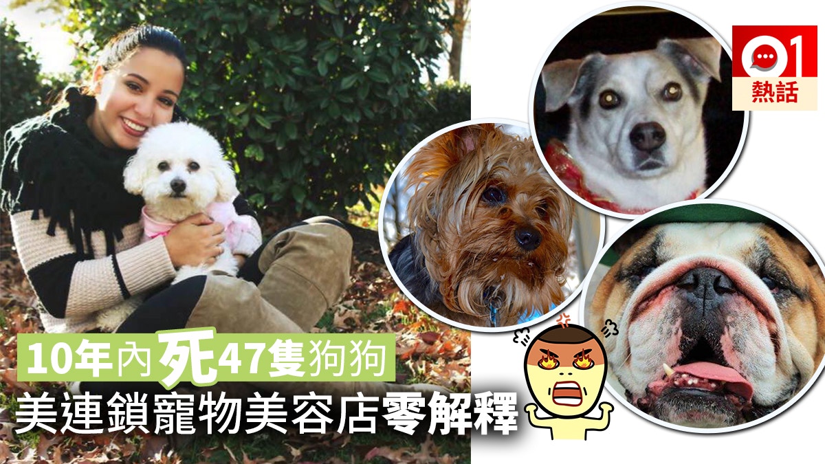 死因不明 死前出現內出血 無法走路47隻狗狗美容後慘死