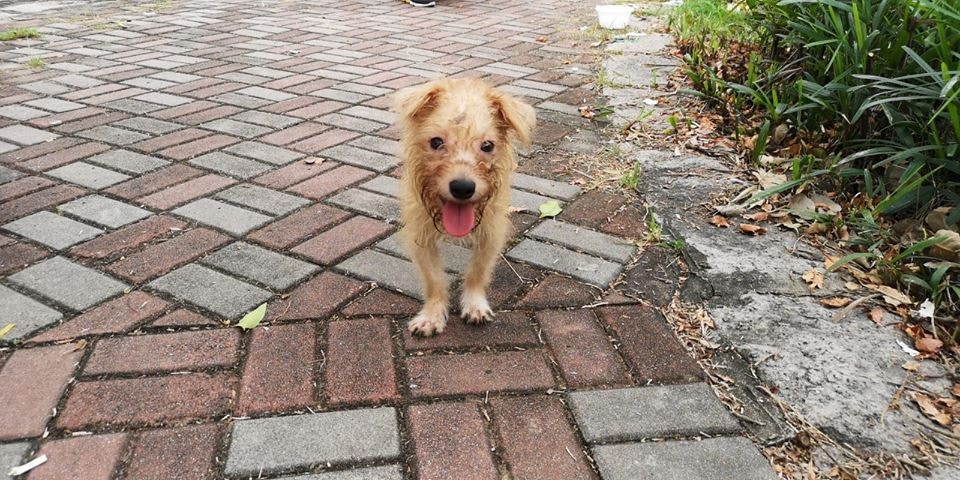 每隻被遺棄的犬隻都長得非常可愛。(Facebook圖片:毛孩守護者) 每隻被遺棄的犬隻都長得非常可愛。(Facebook圖片:毛孩守護者)