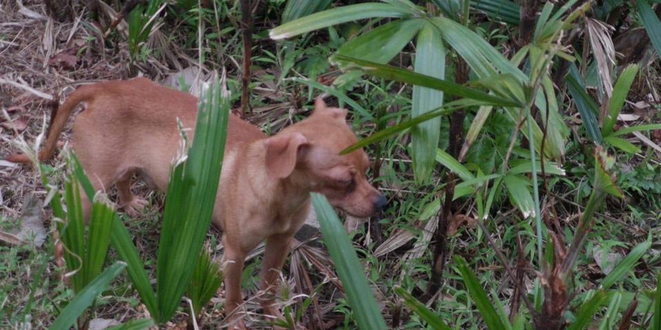 混種芝娃娃在草叢中。(Facebook圖片:毛孩守護者) 混種芝娃娃在草叢中。(Facebook圖片:毛孩守護者)