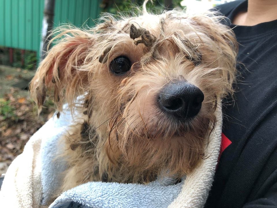 長毛狗狗披毛狀況惡劣。(Facebook圖片:毛孩守護者) 長毛狗狗披毛狀況惡劣。(Facebook圖片:毛孩守護者)