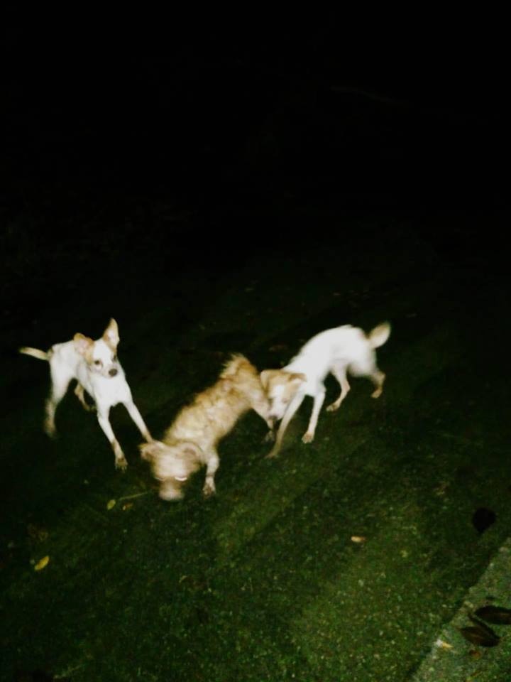 毛守日前在元朗等地搜索至凌晨。(Facebook圖片:毛孩守護者) 毛守日前在元朗等地搜索至凌晨。(Facebook圖片:毛孩守護者)